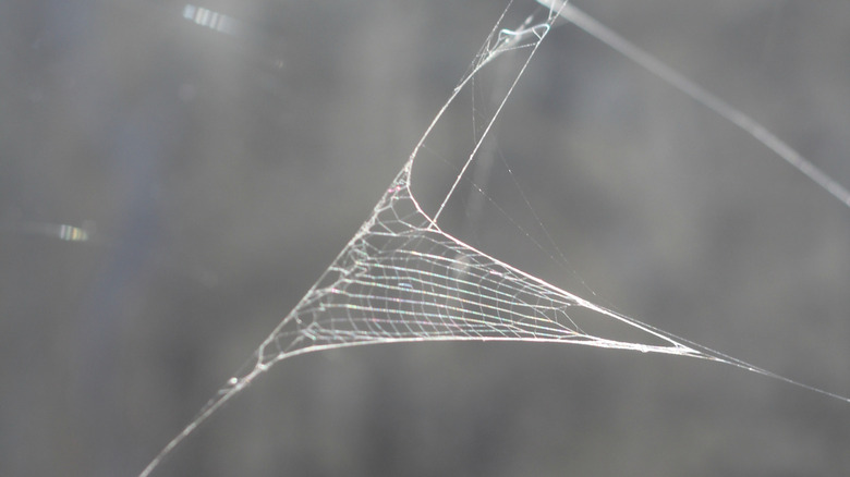 Triangle web spider web