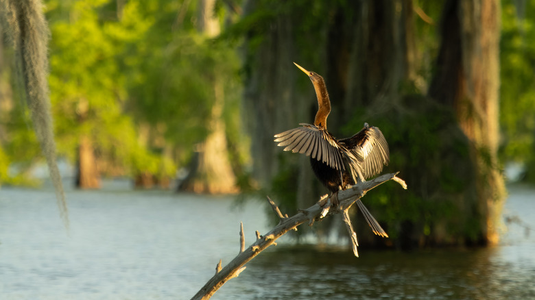 Crane drying its wings in Lake Martin Louisiana