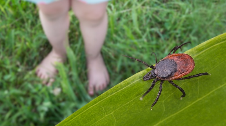 Tick on plant near child