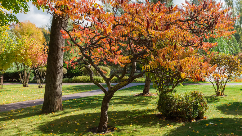 Neatly pruned staghorn sumac