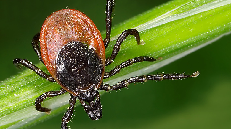 Close-up of a tick on a plant