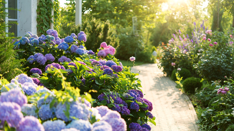 Lovely home with a pathway lined with hydrangea bushes and other plants