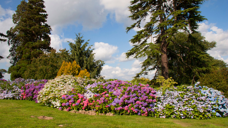 A variety of different types of hydrangea bushes