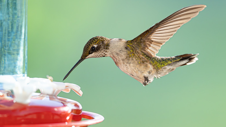 hummingbird at feeder