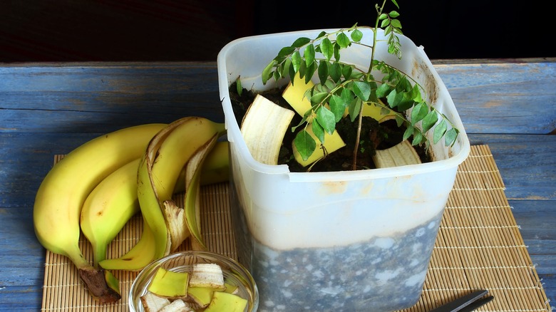Potted plant with chopped banana peels