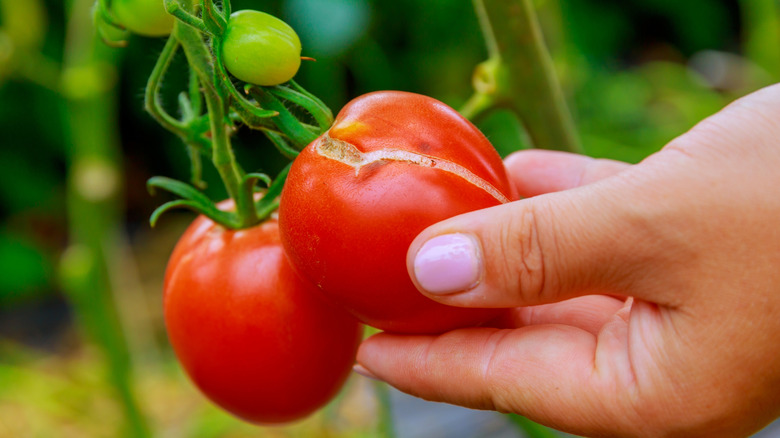 Woman picking a cracked tomato