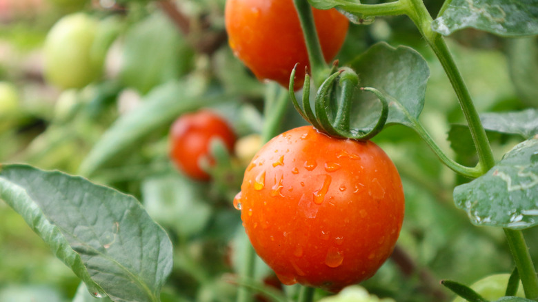 Dew drop-covered tomato ripening on the vine