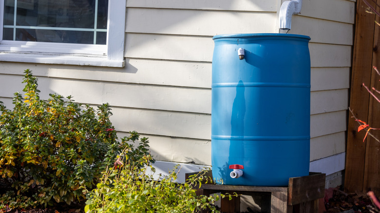 Rain barrel next to a home