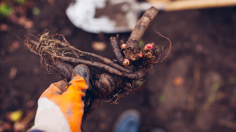 a gardener plants bare root peony tubers