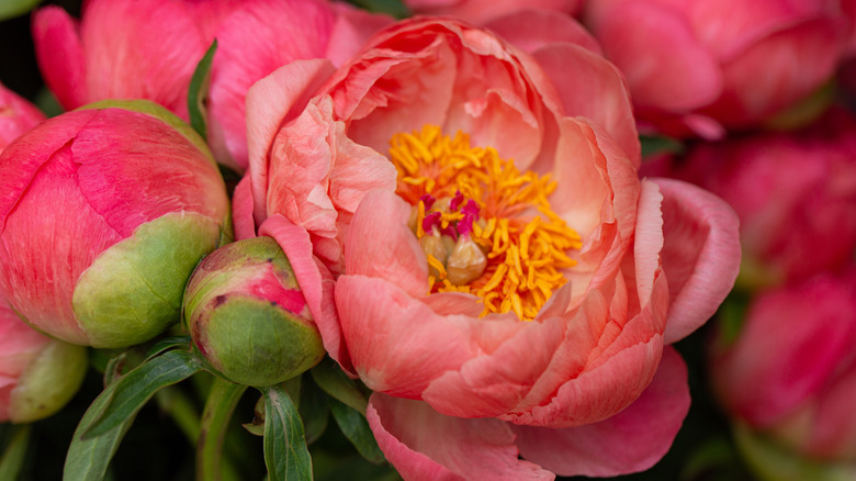 a dark pink peony in bloom
