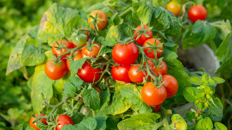 Tomatoes growing in garden