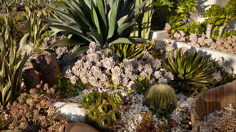 a garden filled with succulents