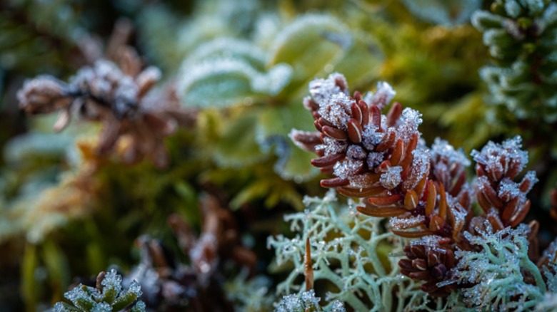frost-covered succulents