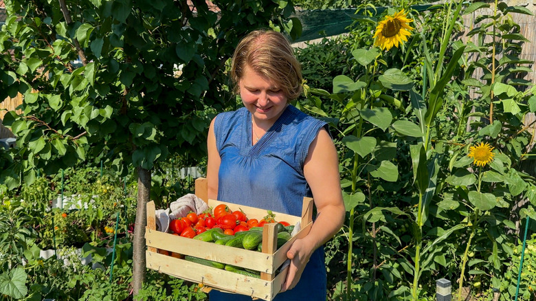 Woman with tomato harvest and sunflower in garden