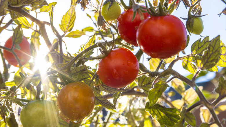 tomatoes getting direct sunlight