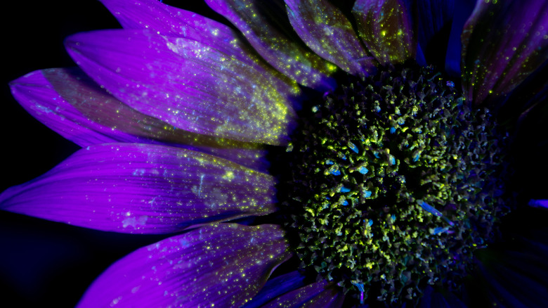 sunflower under ultraviolet light