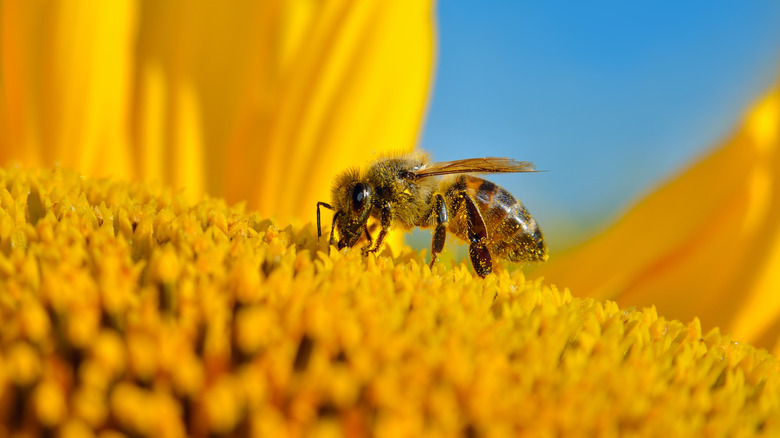 bee on a sunflower