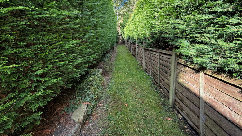A wooden fence running alongside a row of conifer trees