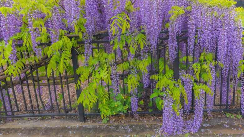 Wisteria climbing around a wrought-iron fence