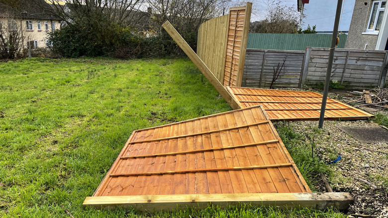 Wooden fence panels blown over by the wind