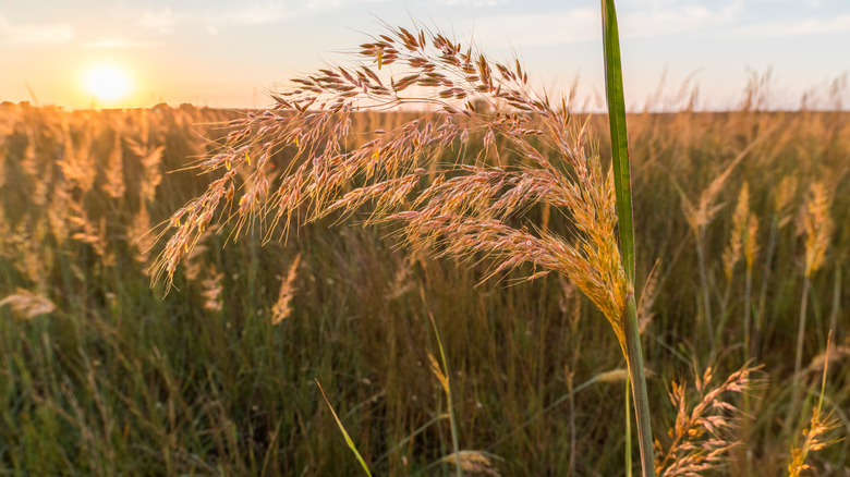 Field of Indiangrass