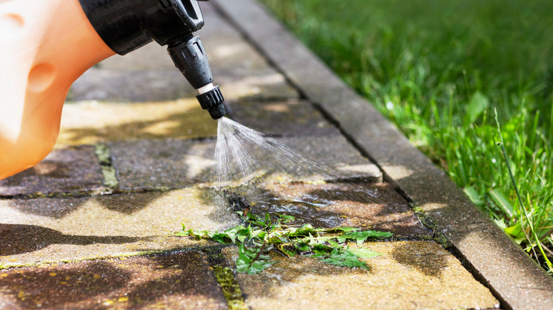 Weeds growing through the brick in a garden path