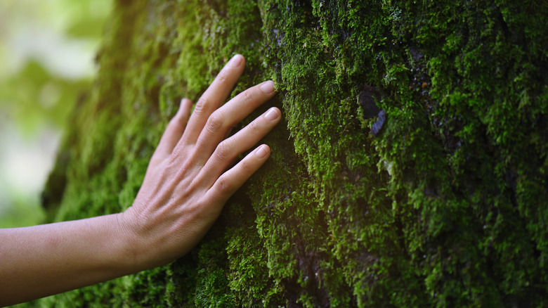 A person's hand touching moss on a tree trunk