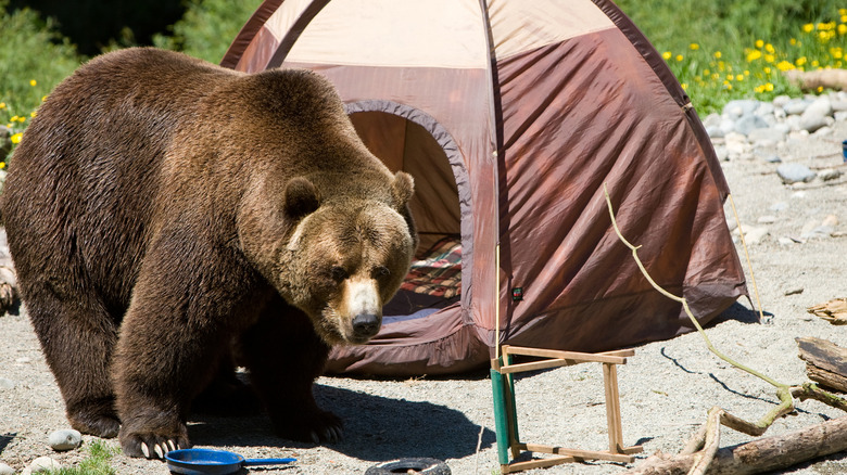A large grizzly bear rummaging around a campsite