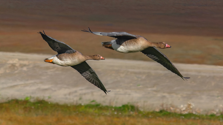 A pair of waterfowl flying over land