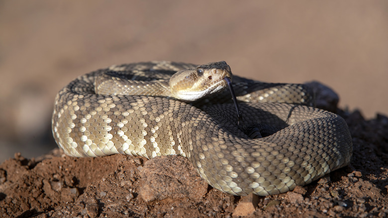 A coiled rattlesnake with its tongue flicking out