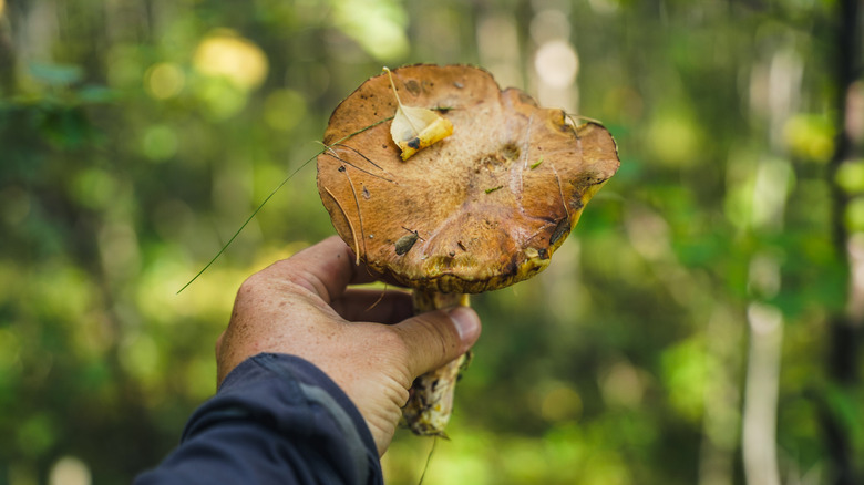A man's hand holding a wild mushroom