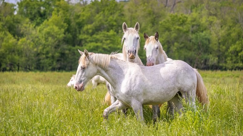 white horses in the Ozark National Scenic Riverways