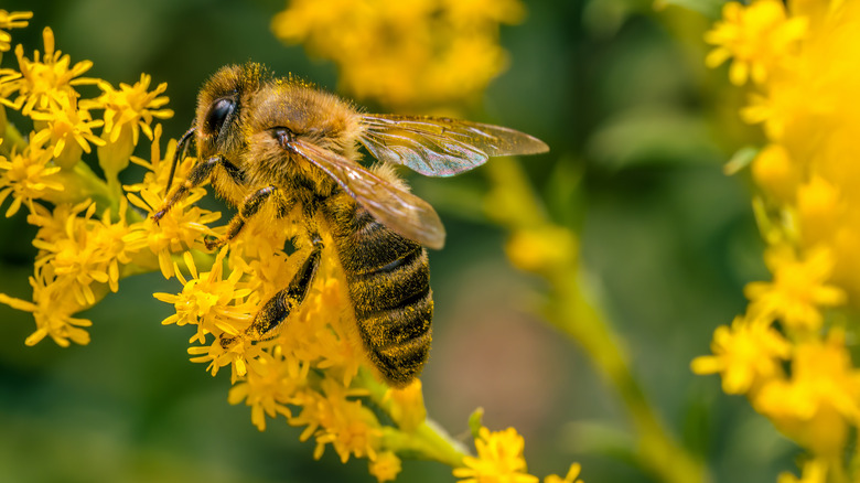 bee on goldenrod flower