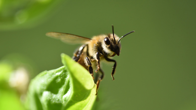 Bee flying into garden
