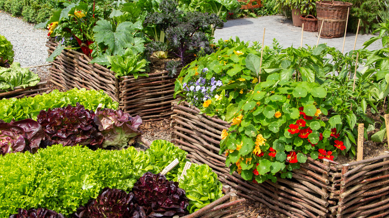 diverse garden in raised beds in peak growing season