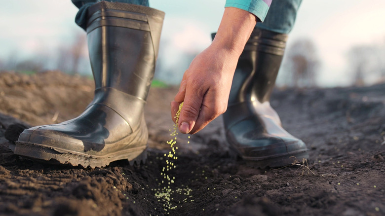 farmer's boots with their hand sowing seeds in a row