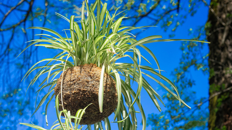 A stunning kokedama made from a spider plant hanging outdoors