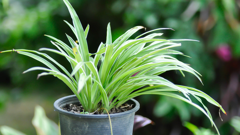 A potted spider plant outdoors