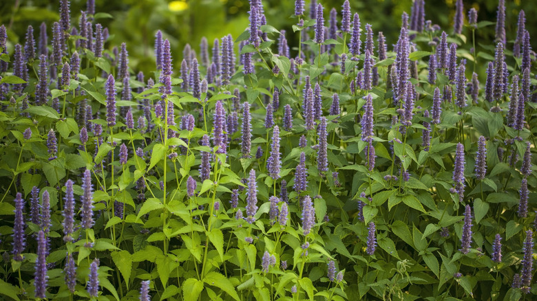 Purple giant hyssop flowers in full bloom