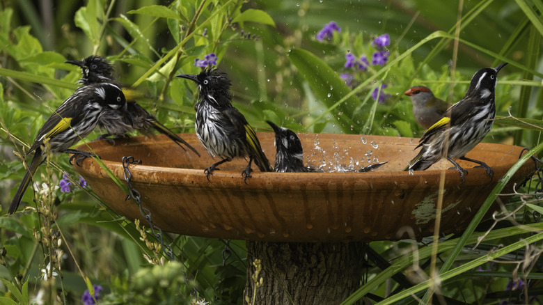 Birds in a birdbath surrounded by purple flowers