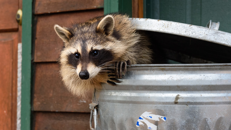 Raccoon coming out of a trash can
