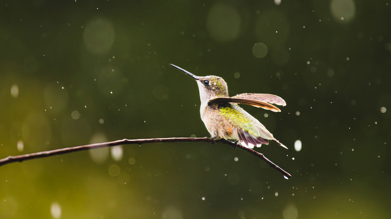 hummingbird enjoys splashes of water