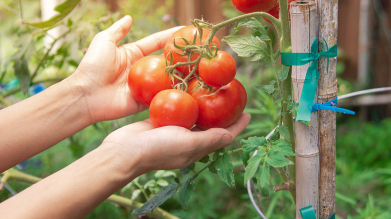 a gardener holding a ripe bunch of tomatoes on the vine