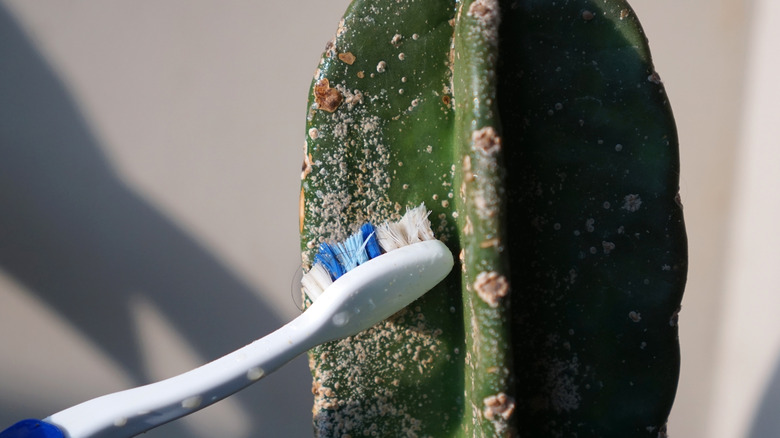A toothbrush removing white spots from a cactus