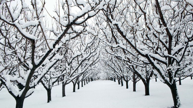 Snow-covered orchard
