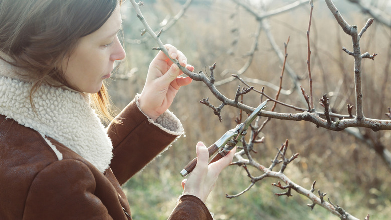 Woman pruning apricot tree in early spring