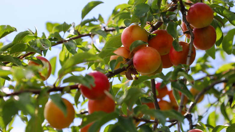 Ripe apricots on a branch