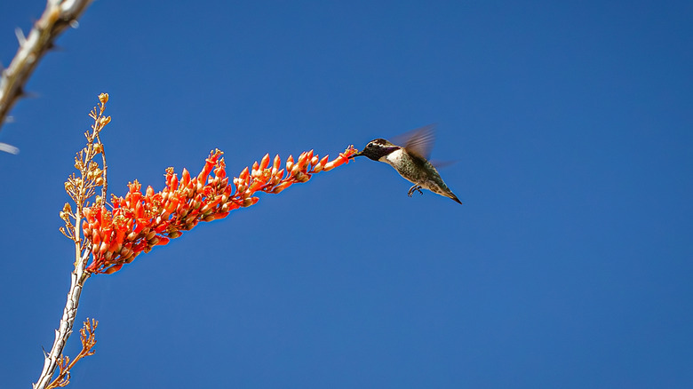 Hummingbird in flight feeding at a flower