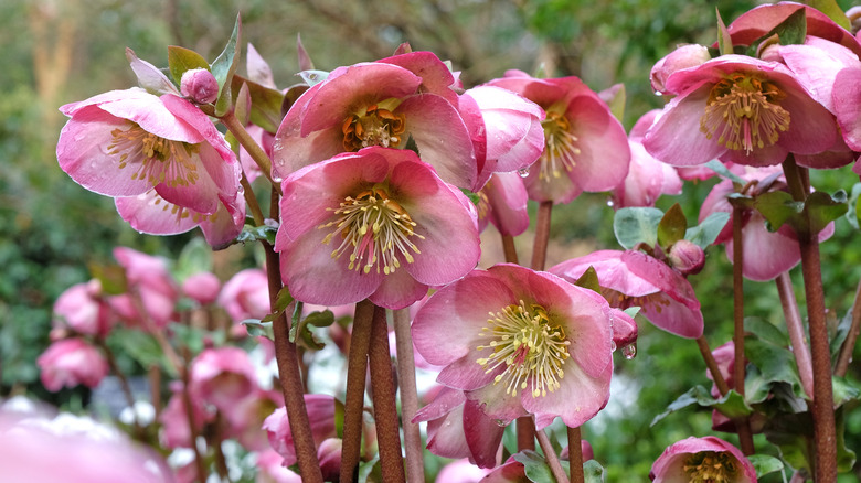 Pink hellebore flowers