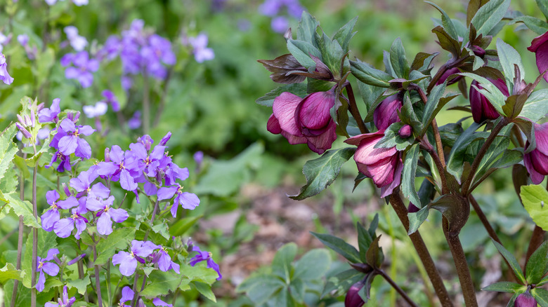 Hellebore and other purple flowers